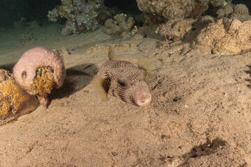 Obraz premium Fish swimming in the Red Sea, colorful fish, Eilat Israel 