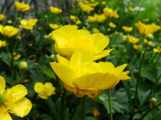 Jaskier ostry - kwiat polny posiadający właściwości trujące © tomo81