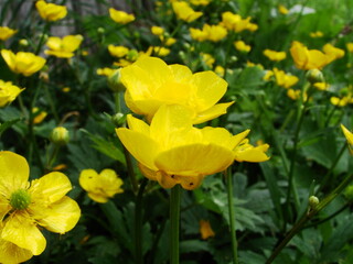 Jaskier - żółte kwiaty polne © tomo81