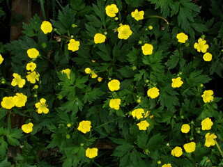 Kwiaty jaskra © tomo81