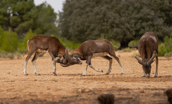 European Mouflons Engaged in a Head-to-Head Battle