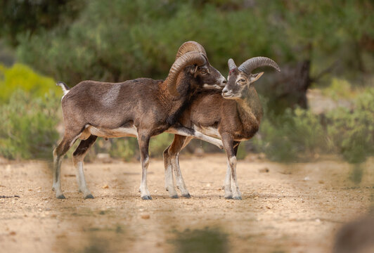 European Mouflons in Natural Habitat Interaction