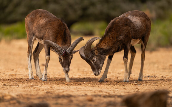 European Mouflon Rams Engaged in a Contest