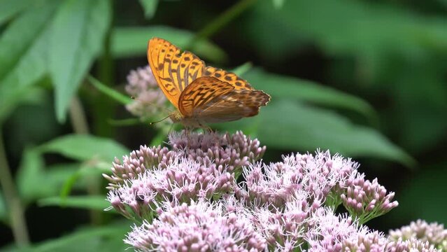 Argynnis paphia (silver washed fritillary) butterfly at hemp agrimony (eupatorium cannabinum)