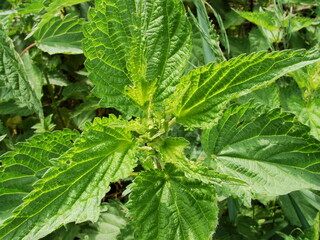 Pokrzywa - pokrzywy jako środek leczniczy © tomo81