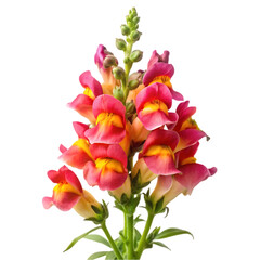 Obraz premium Kangaroo Paw flower isolated on transparent background