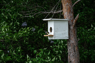 Beautiful birdhouse in forest. Birdhouse on tree at springtime. Wildlife concept. High quality photo