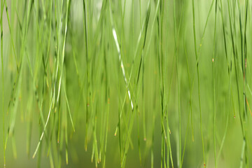 ウンナンマツ　葉模様