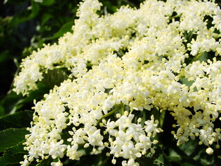 Białe kwiaty czarnego bzu  - black lilac © tomo81