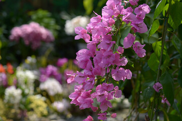 ブーゲンビリア