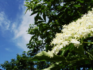 Białe kwiaty czarnego bzu  - black lilac © tomo81