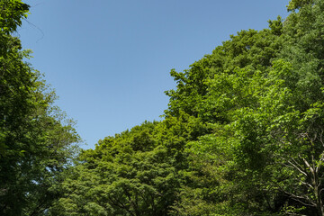 快晴の空の下で映える新緑の木々