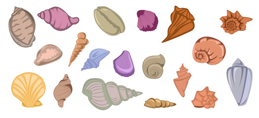 Vibrant Seashell Collection, Marine Diversity and Beauty