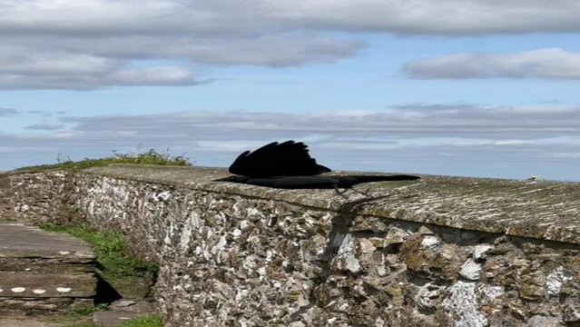 crow on a tombstone, Rock of Cashel, Ireland
