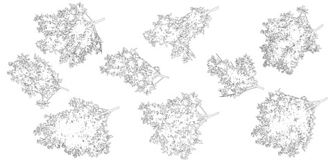 Set of contour branches deciduous ash tree for architecture and landscape design. Vector illustration