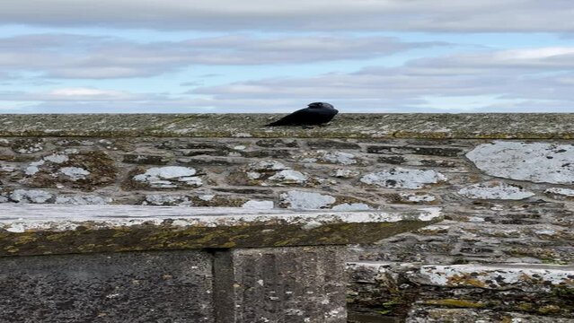 crow on a tombstone, Rock of Cashel, Ireland