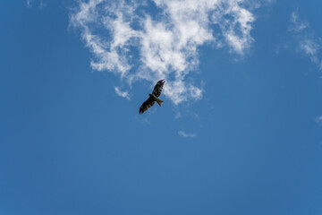 青空をバックに飛翔するトンビ