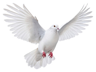 Fototapeta premium PNG White pigeon animal flying bird.