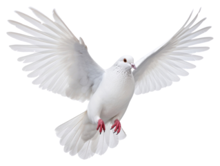 PNG White pigeon animal flying bird.