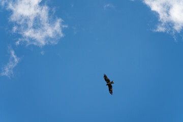 青空を飛ぶトンビ