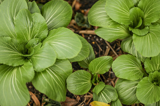 Pak choy growing in vegetable garden. Green leafy Asian vegetables