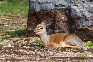 Side view of a resting kirks dik-dik, Madoqua kirkii, the smallest antelope in the world. This is an adult male. Endemic to East Africa.