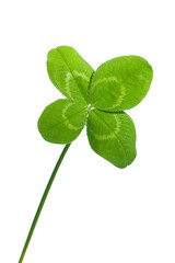 四つ葉のクローバー　Four-leaf clover　Lucky clover