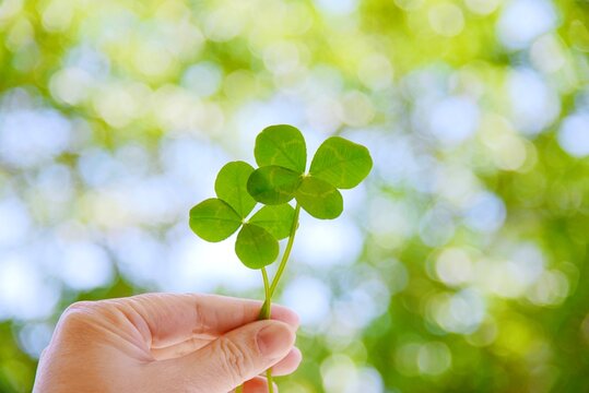 四つ葉のクローバーを持つ手　Four-leaf clover　Lucky clover