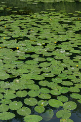 yellow water lily and green lily pad leaves on a fishing pond