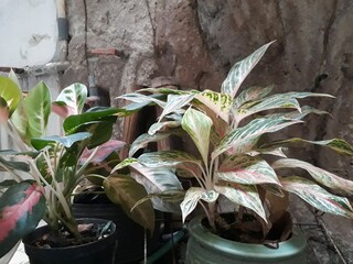 Aglaonema with exotic leaves
