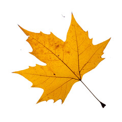  One yellow maple leaf transparent