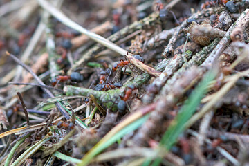 Close up of red ants on an anthill.