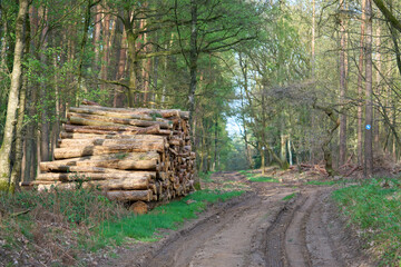 Stacked round wooden blocks background. Pine tree cut and stacked.