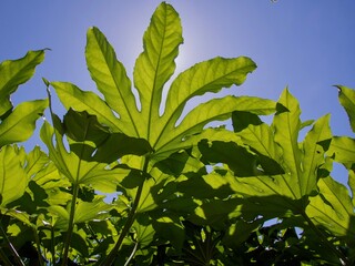 Sunny backlit green plant leaves