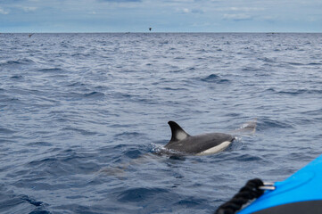 Wild dolphin swimming at the surface of the Atlantic ocean near Sao Miguel Island, Azores, Portugal. Short beaked common dolphins (Delphinus delphis)