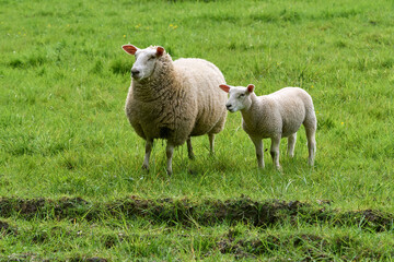Fototapeta premium A small sheep with parents grazing on a lawn in green grass.
