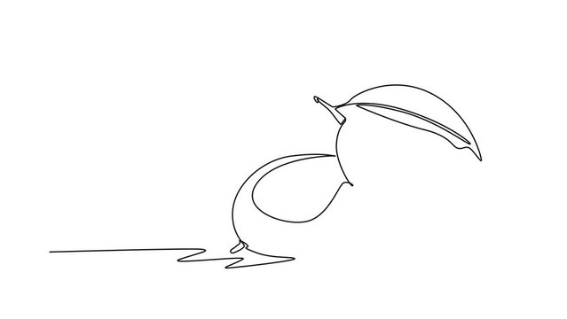 Animated self drawing of continuous line draw whole and half sliced healthy mango organic for orchard logo identity. Fresh tropical fruitage concept for fruit garden. Full length single line animation