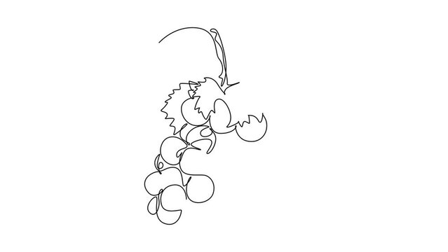 Animated self drawing of continuous line draw of healthy sweet organic grapes for vineyard logo identity. Fresh tropical fruitage concept for fruit orchard garden icon. Full length one line animation