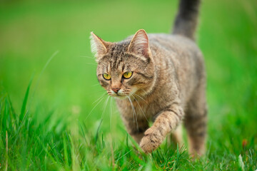 Striped cat walking on green grass outdoors in summer.