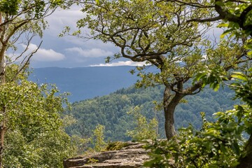 tree in the mountains, view from the Batterdfelsen near Baden Baden to the Black Forest
