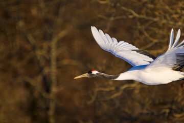 タンチョウ飛翔
