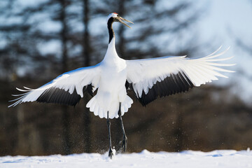 求愛ダンスするタンチョウ