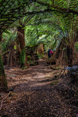 Mavista walking track, Adventure Bay, Bruny Island, Tasmania, Australia