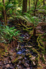 Obraz premium Mavista walking track, Adventure Bay, Bruny Island, Tasmania, Australia