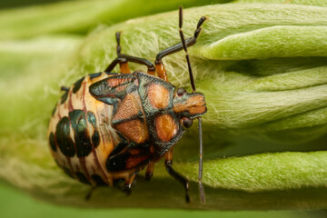 brown and red stink bug perched on a green leaf