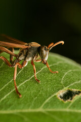 A wasp perched on a green leaf