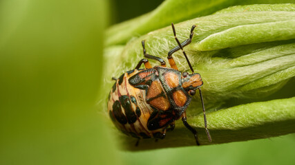 brown and red stink bug perched on a green leaf