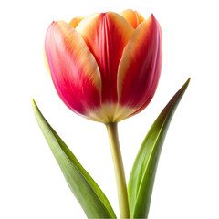 Tulip flower png isolated on transparent background