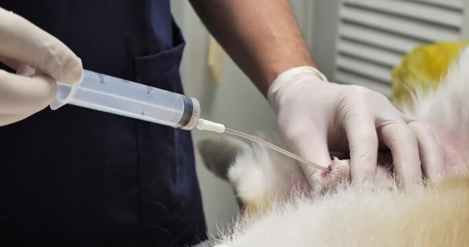 The veterinarian flushes the dog's bladder through an inserted urinary catheter. The veterinarian injects the solution from a syringe into the urinary catheter and collects it back.