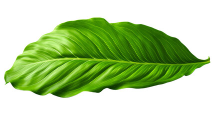 Obraz premium Close-up of a single vibrant green leaf with detailed texture, perfect for nature, botany, and eco-themed projects.